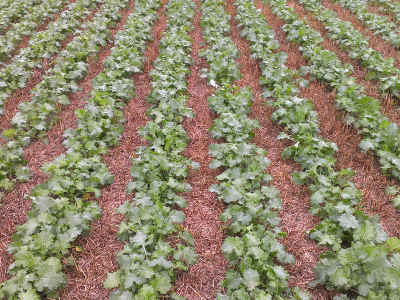 Crop established well with a HE-VA Accu-Disc